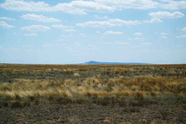 istock Steppe landscape. Lonely green plants on dry, hot sand 1180781521