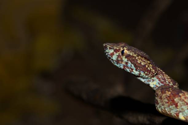 istock Malabar pit viper or the Trimeresurus Malabaricus. 1180781707