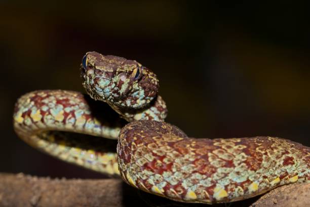 istock Malabar pit viper or the Trimeresurus Malabaricus. 1180781753