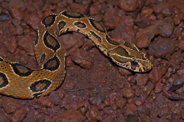 macro fotografía de la víbora extremadamente venenosa russells - russells viper fotografías e imágenes de stock
