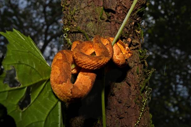 istock Macro picture of a malabar pit viper orange morph 1180782005