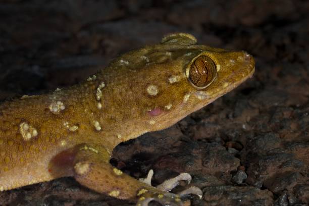 istock A Prashadi Gecko or the Bombay leaf toed Gecko 1180782613