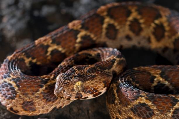 istock Saw Scaled pit viper or Echis Carinatus at Goa 1180782675