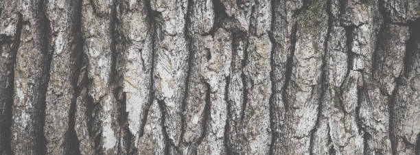 Wide angle abstract background with matte efect, banner format. Texture of oak tree bark close-up Wide angle abstract background with matte effect, banner format. Texture of oak tree bark closeup. coating outer layer photos stock pictures, royalty-free photos & images