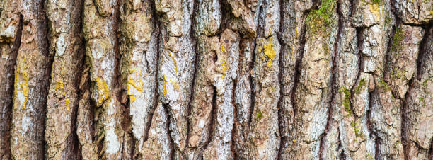Oak tree bark, close up view. Sample of texture, background in banner format Oak tree bark, close up view. Sample of texture, natural background in banner format. coating outer layer photos stock pictures, royalty-free photos & images
