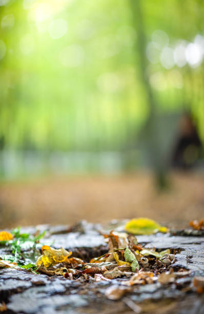 Fall in the forest. Fallen yellowed leaves lie on stump, light rays breaking through the thick of trees. Vertical natural background with copy space for text.