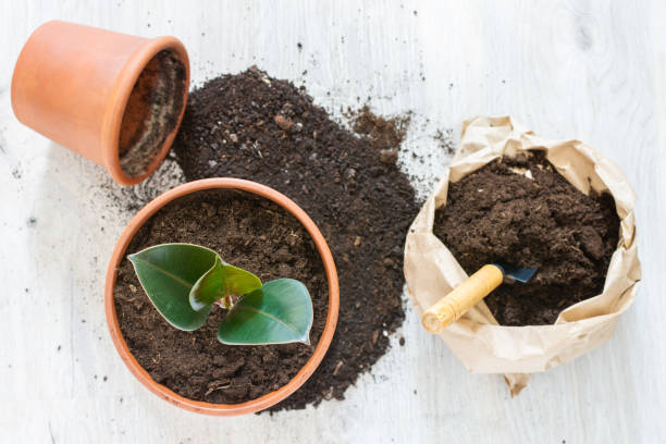 istock Transplanting Ficus flower 1180782964