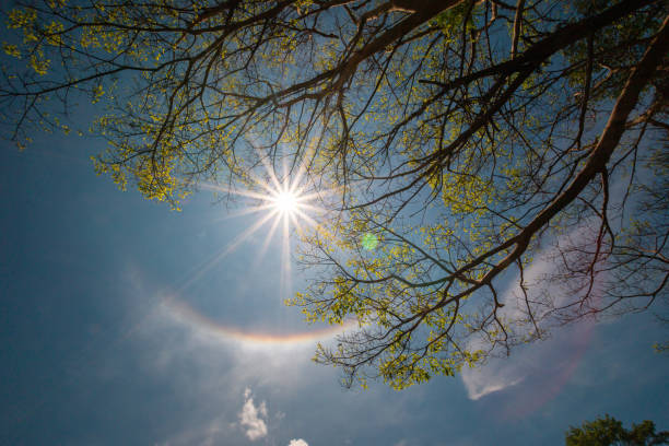 Photo of sun Halo with tree