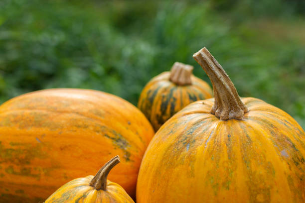 istock Organic ripened pumpkins in the garden 1180782999