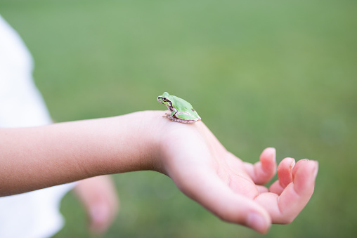 Child's hand catching a frog