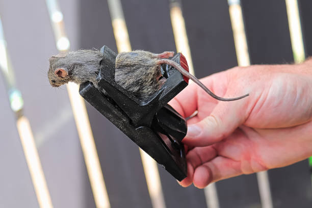 a hand holding a trap with a dead mouse in it - dead animal mouse dead body death imagens e fotografias de stock