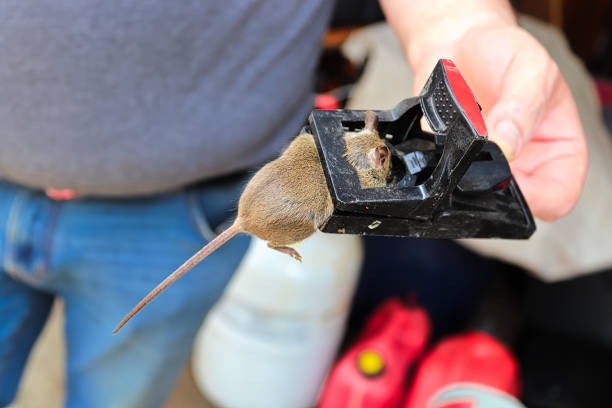 istock A hand holding a trap with a dead mouse in it 1180784376