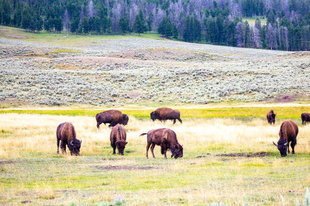 istock Buffalo (Bison bison) in Yellowstone Park Wyoming 1180784503