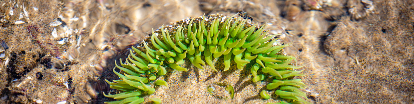 Green sea anemone in an Oregon shoreline tide pool during August in panoramic image