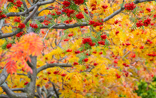 Lots of Rowan berries below a beautiful autumn foliage