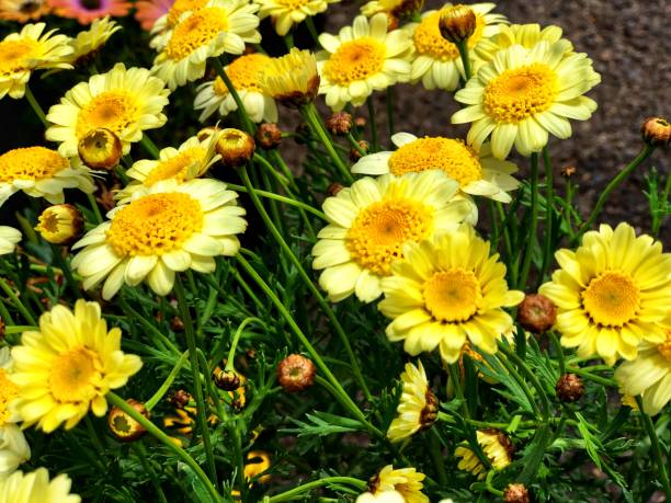 istock golden marguerite 1180785582