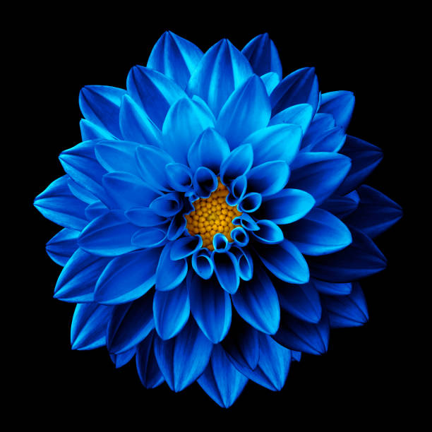 istock Surreal dark chrome blue flower dahlia macro isolated on black 1180786475