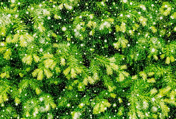 istock Young shoots of pine tree background texture with shiny snowfall HDR effect 1180786933