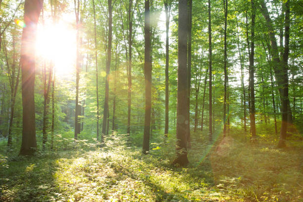 istock Forest trees. nature green wood sunlight backgrounds 1180787046