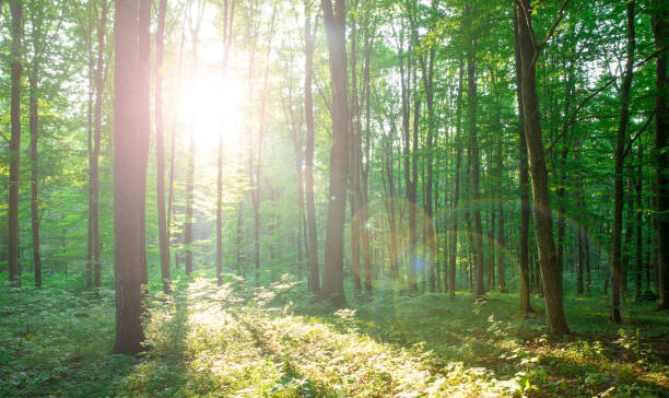 istock Forest trees. nature green wood sunlight backgrounds 1180787079