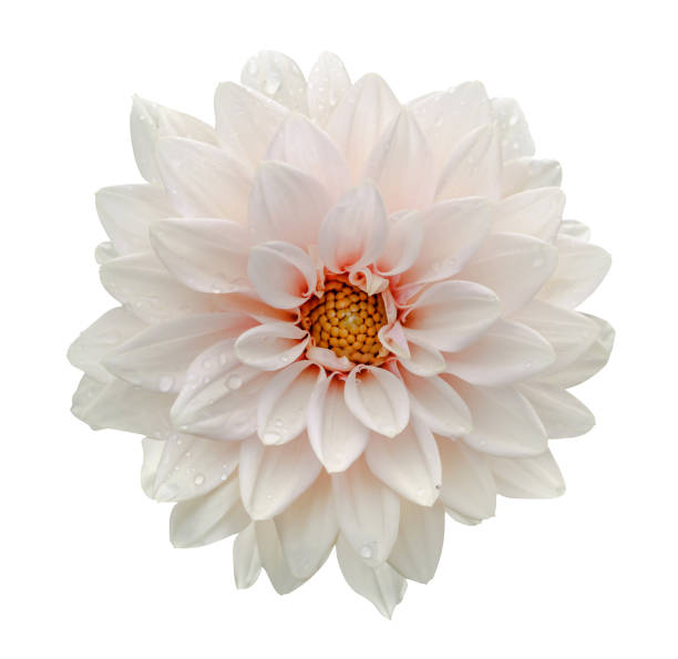 White flower dahlia macro isolated on white