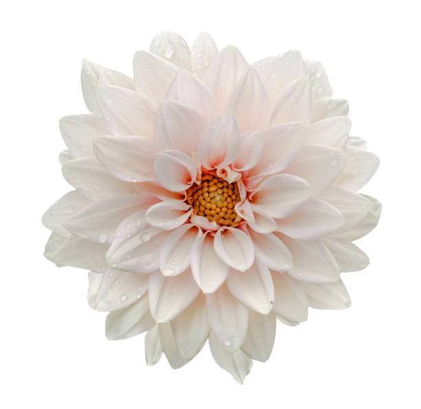 white flower dahlia macro isolated on white - flower white imagens e fotografias de stock