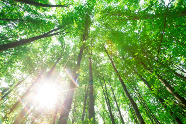 istock forest trees. nature green wood sunlight backgrounds 1180787732
