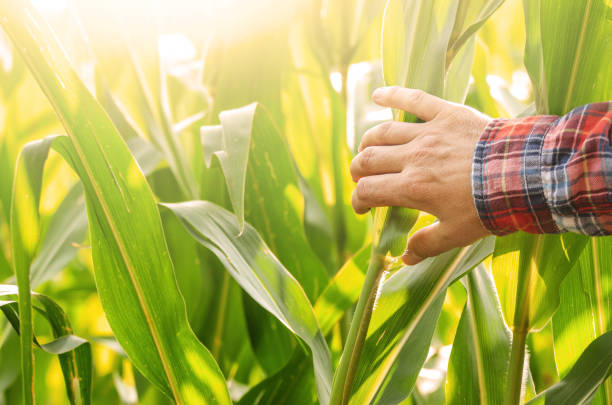 main de fermier touchant des tiges de maïs à l'heure d'été de champ - vérifier lheure photos et images de collection