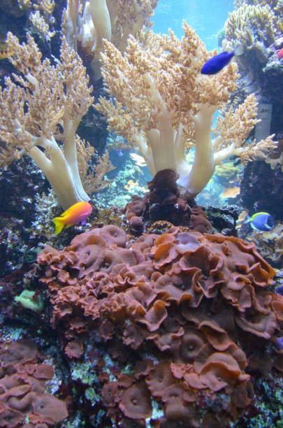 istock Coral in the Berlin Aquarium, Germany 1180790030