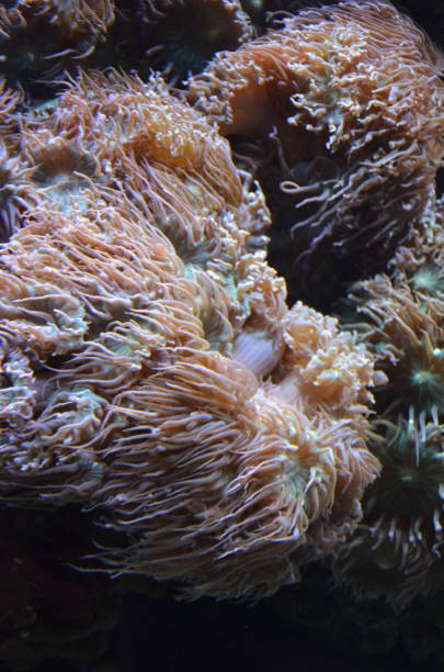 istock Coral in the Berlin Aquarium, Germany 1180791675
