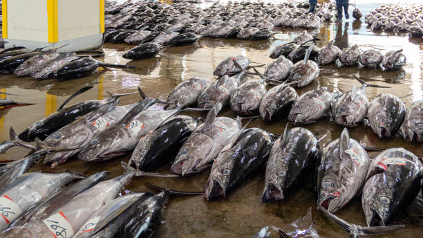 Katsuura Fish Market stock photo