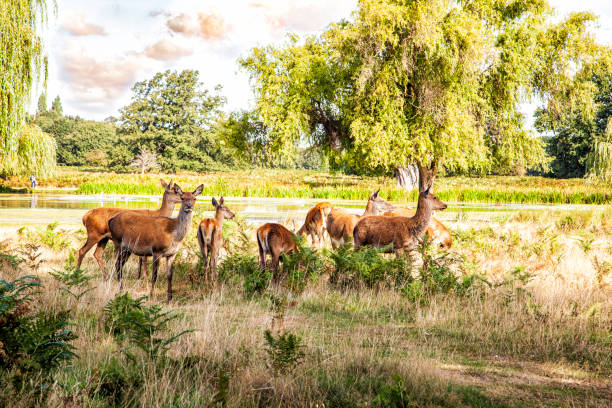 Herd of deer in Parkland-London, England Deer roaming freely throughout the trees and grassland of  Bushy park,Hampton Wick, London, England hampton court stock pictures, royalty-free photos & images