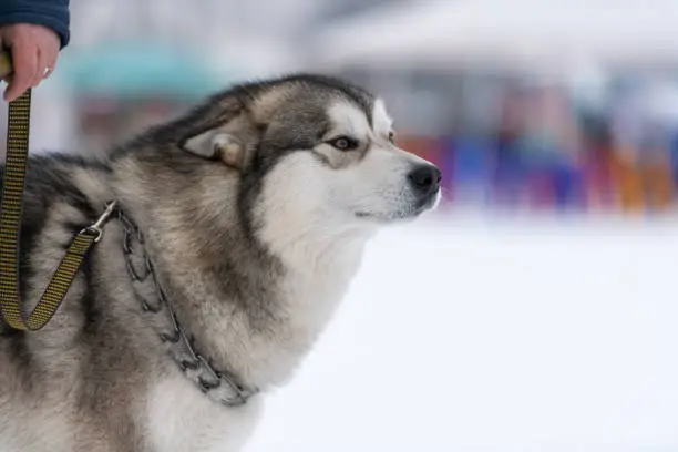 Photo of Husky dog portrait, winter snowy background. Funny pet on walking before sled dog training.