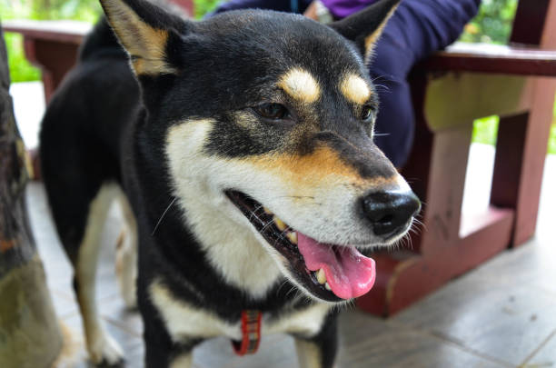 istock Black shiba inu in the park. 1180793572