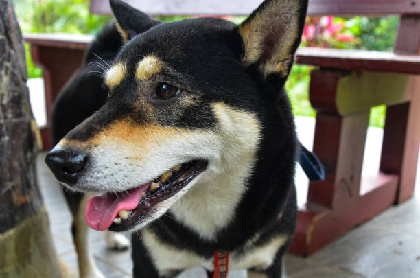 istock Black shiba inu in the park. 1180793591
