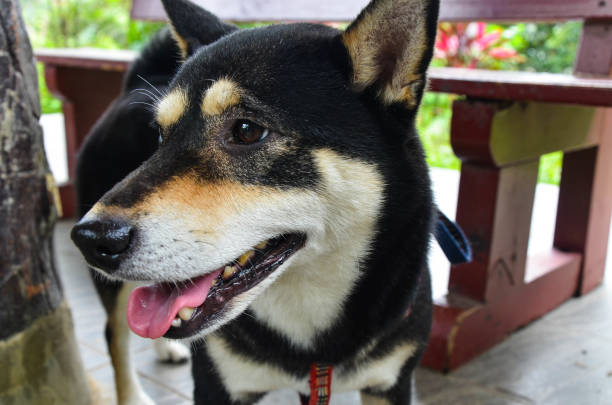 istock Black shiba inu in the park. 1180793596