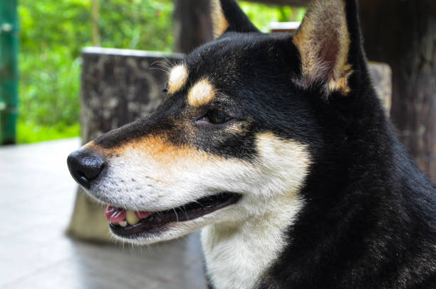 istock Black shiba inu in the park. 1180793607
