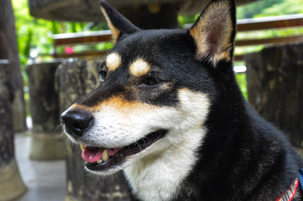 istock Black shiba inu in the park. 1180793631