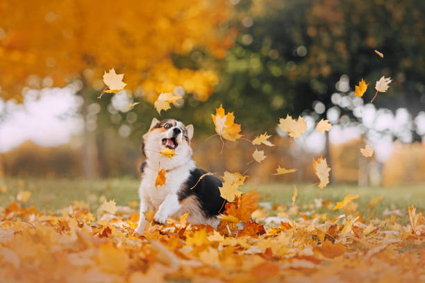istock Pembroke Welsh Corgi playing in the leaves 1180794983