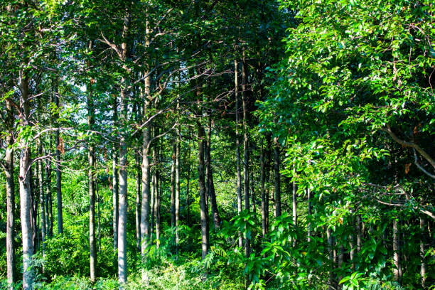 Deep forest.
