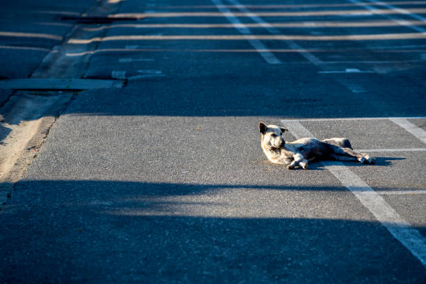 istock The dog sleeping on the road in the morning bright 1180795743