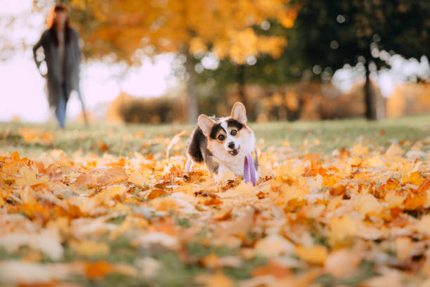 istock Pembroke Welsh Corgi playing in the leaves 1180796383