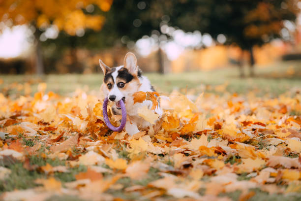 istock Pembroke Welsh Corgi playing in the leaves 1180797011