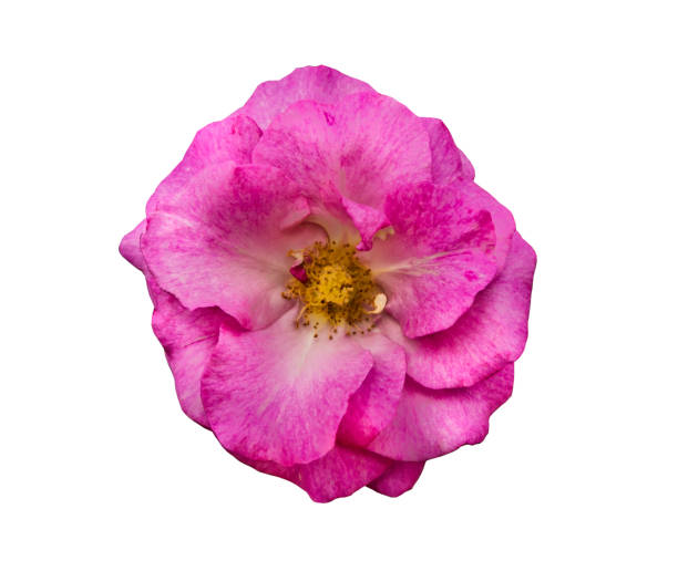 rosehip flower outdoors 