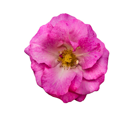 Pink rose flower isolated on white background with clipping path.
