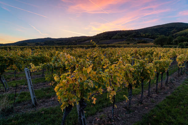 istock vineyard in autumn colors after sunset 1180797569