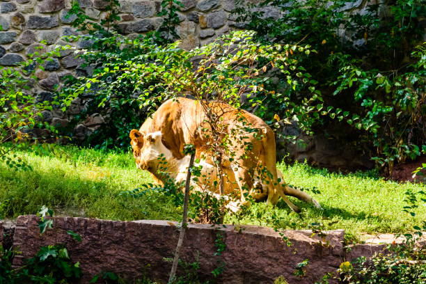 Two lionesses (Panthera leo) playing among green vegetation