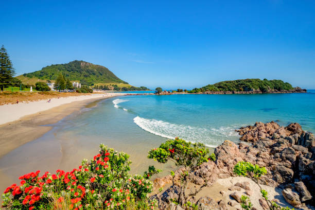 9 December 2018: Mount Maunganui, New Zealand - Mount Maunganui and Moturiki Island, with pohutukawa bushes in foreground.
