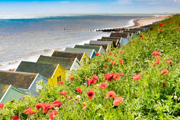 Red poppies amongst the grasses on the cliff at Southwold, Suffolk, with beach huts below. Red poppies amongst the grasses on the cliff at Southwold, Suffolk, with beach huts below. southwold stock pictures, royalty-free photos & images