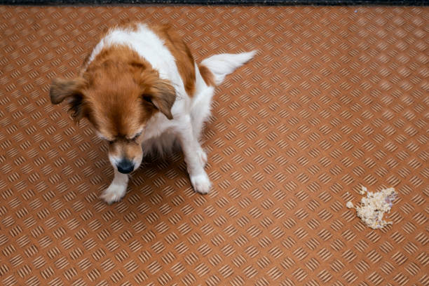 Dog vomit in the living room on the floor, sick dog vomitted to cure itself stock photo